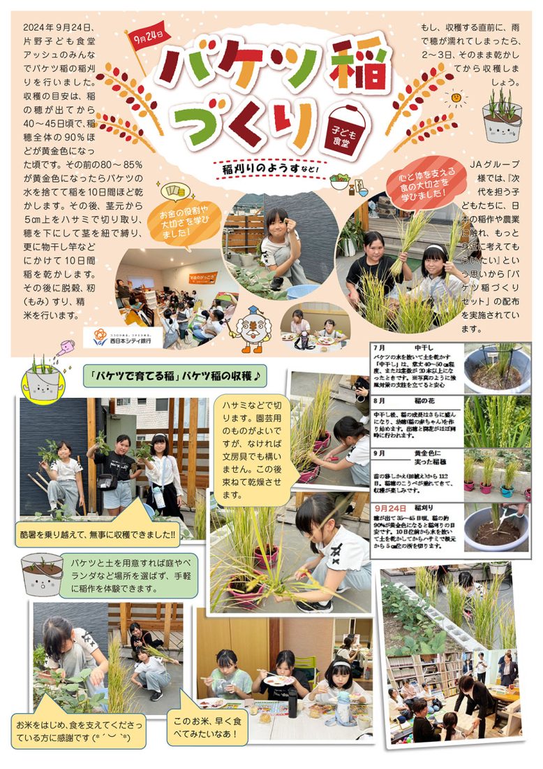 バケツ稲づくり 〜稲刈りのようすなど!〜