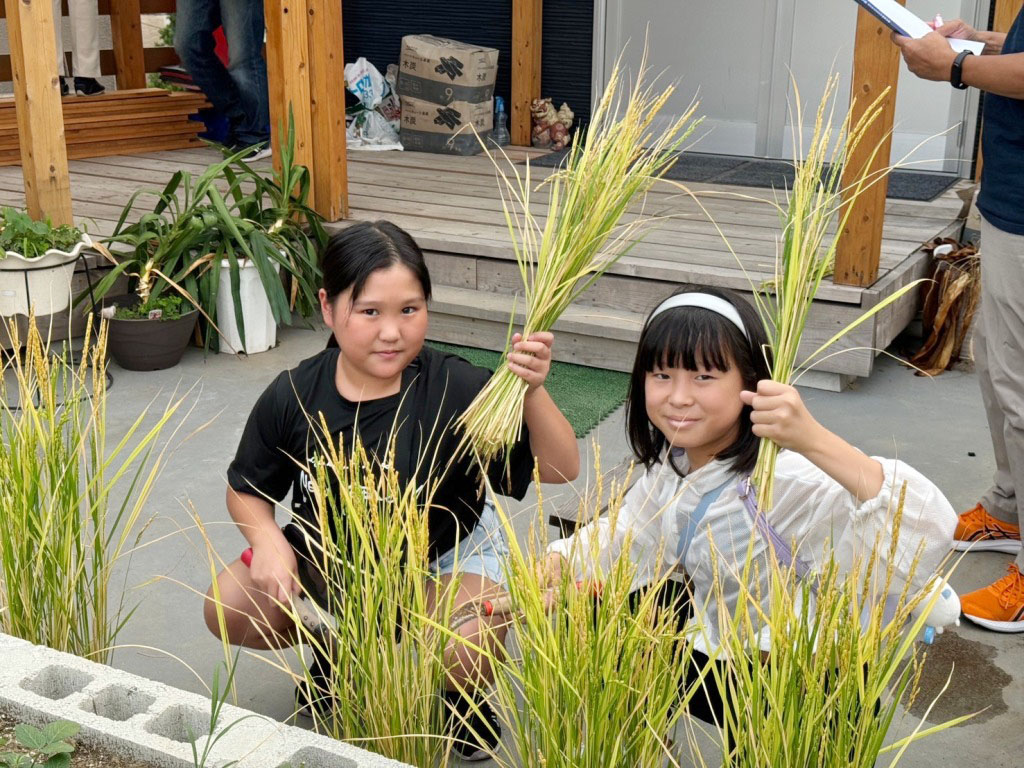 2024年9月24日、片野子ども食堂アッシュのみんなでバケツ稲の稲刈りを行いました。