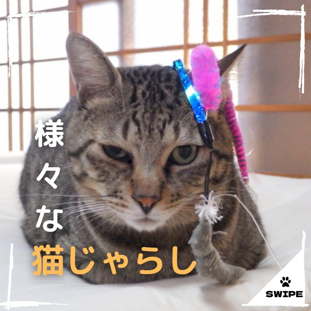 福岡県のペットと暮らす家専門店「WithPets」🐶😺のinstagram【北九州 新築・注文住宅】