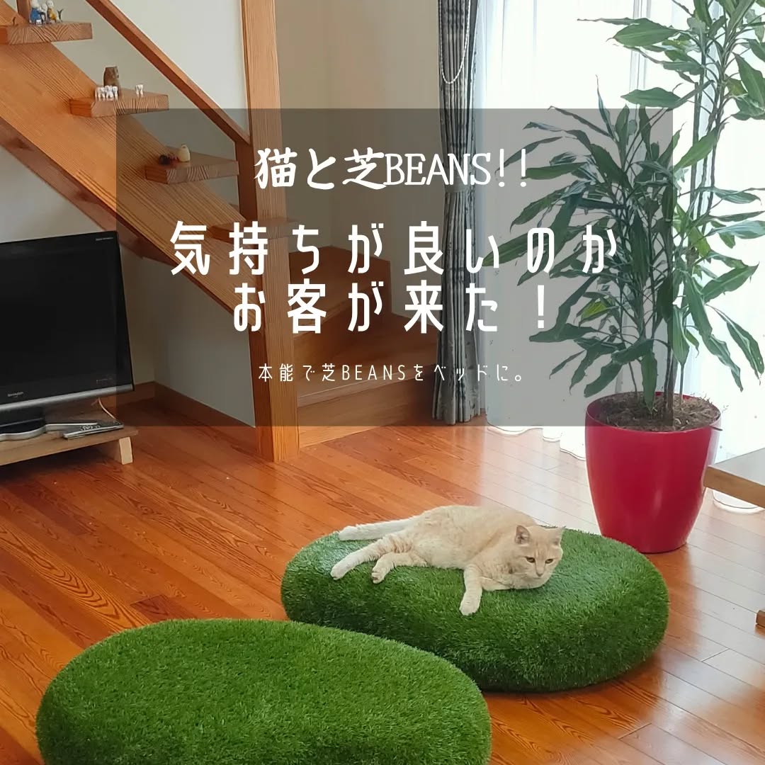 本能で芝beansをベッドに。 人工芝 人工芝スツール 花とみどり社