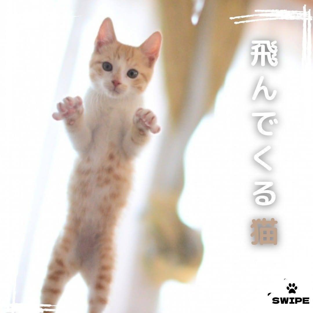 福岡県のペットと暮らす家専門店「WithPets」🐶😺のinstagram【北九州 新築・注文住宅】