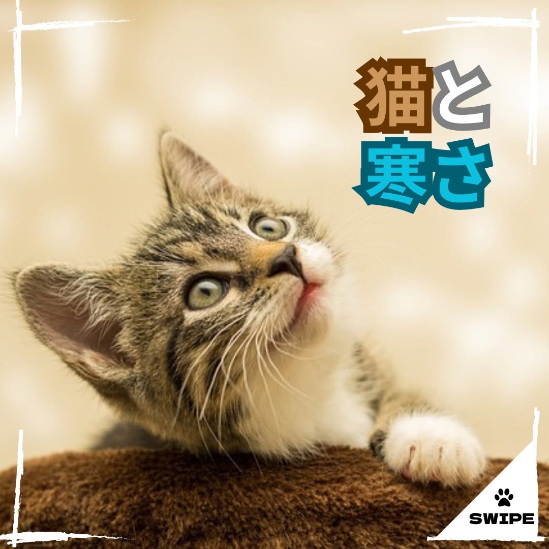 福岡県のペットと暮らす家専門店「WithPets」🐶😺のinstagram【北九州 新築・注文住宅】